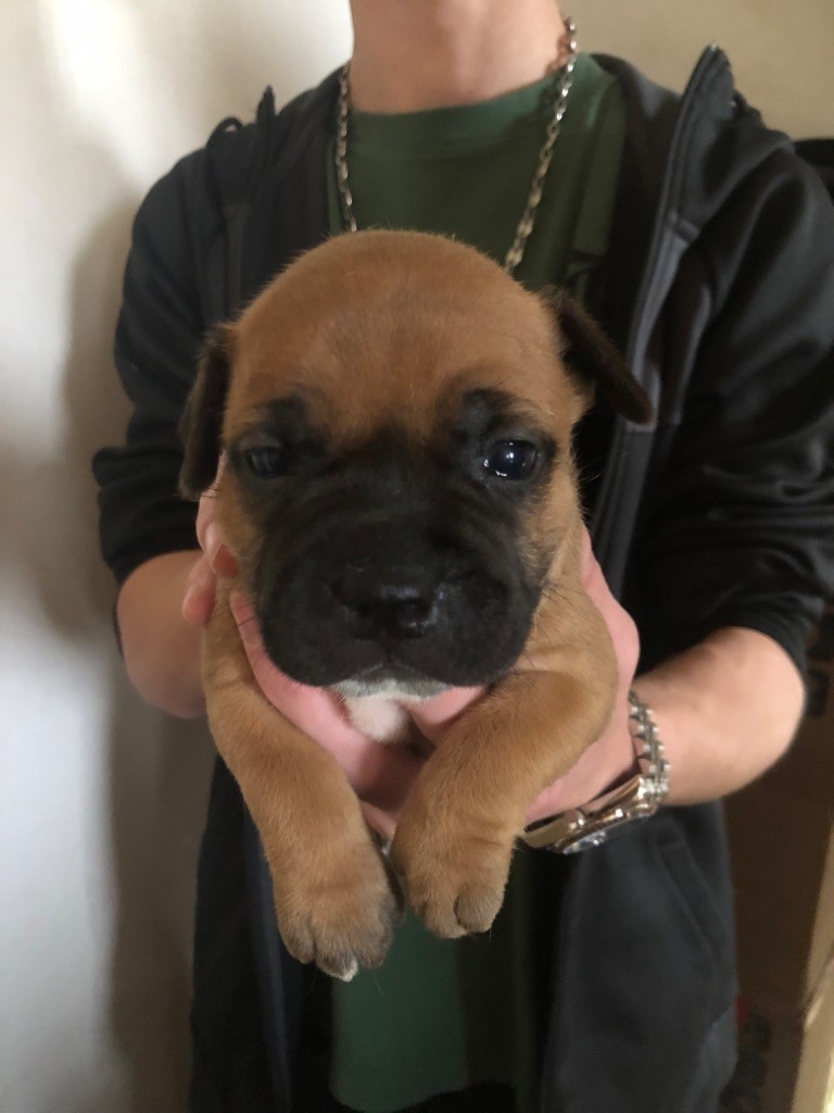 Heart Keepers - Chiot disponible  - Staffordshire Bull Terrier