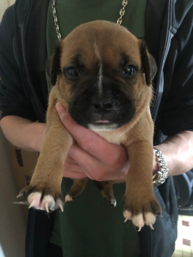 Heart Keepers - Chiot disponible  - Staffordshire Bull Terrier