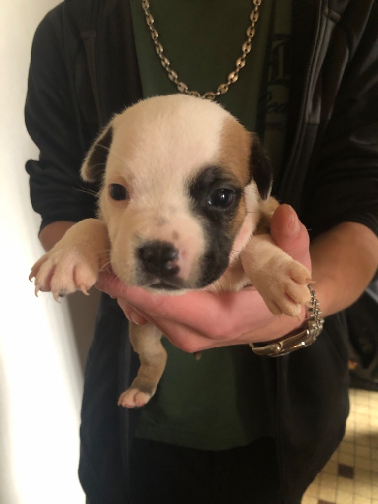 Heart Keepers - Chiot disponible  - Staffordshire Bull Terrier