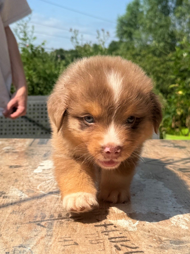 Heart Keepers - Chiots disponibles - Berger Australien