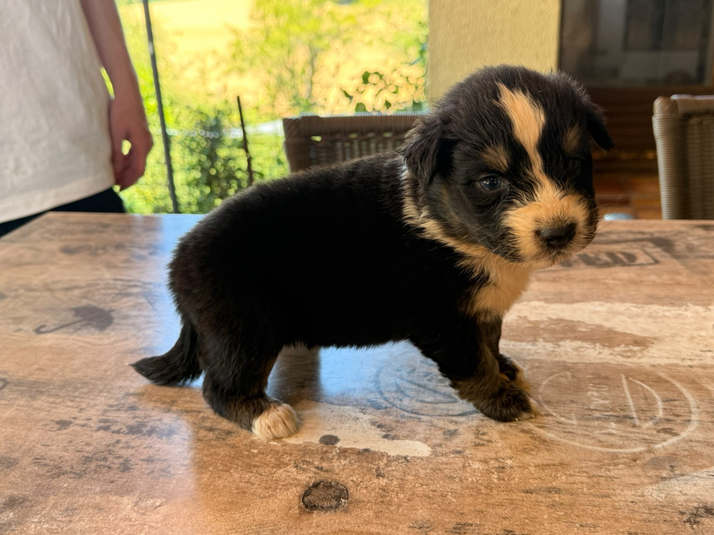 Heart Keepers - Chiots disponibles - Berger Australien