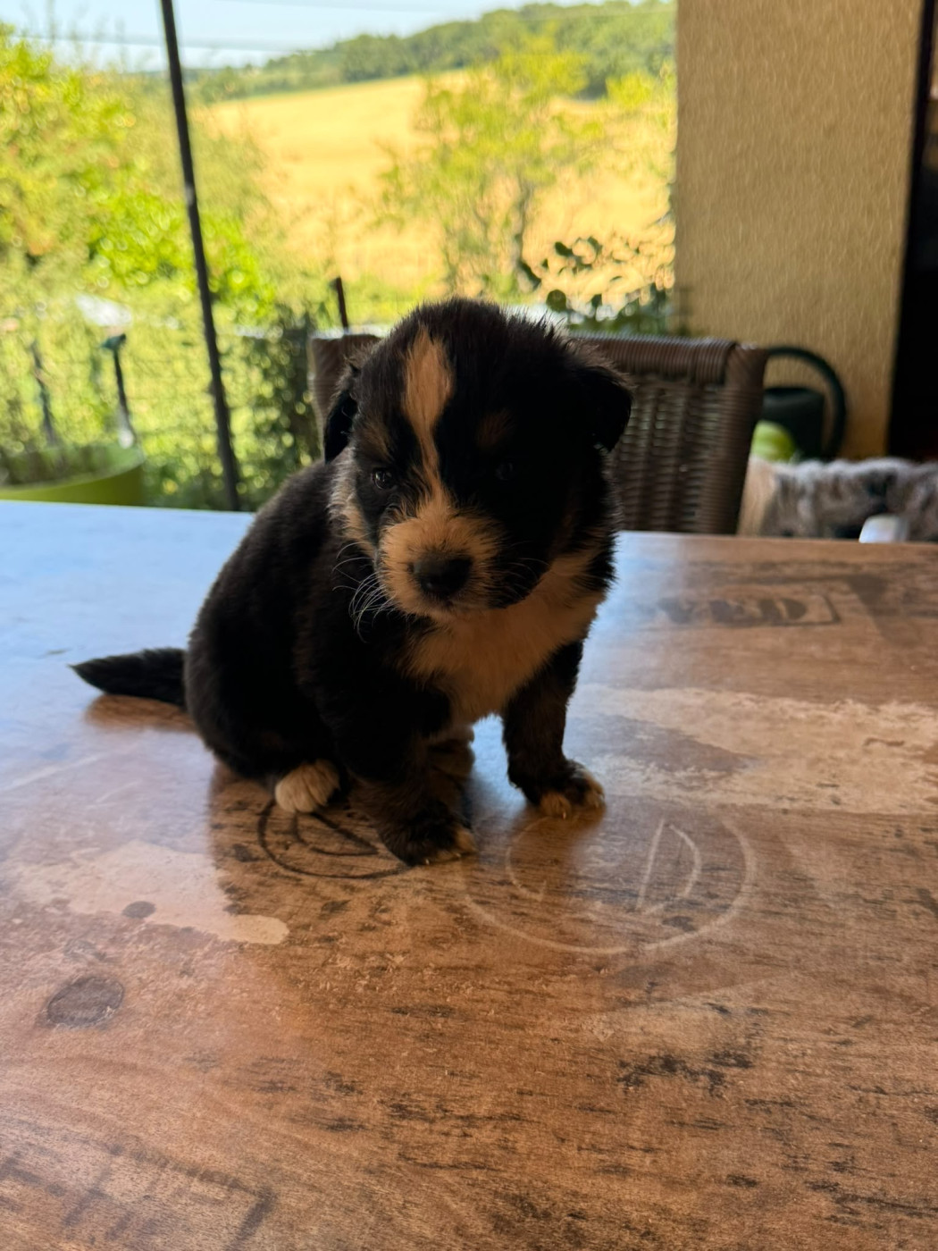Heart Keepers - Chiots disponibles - Berger Australien