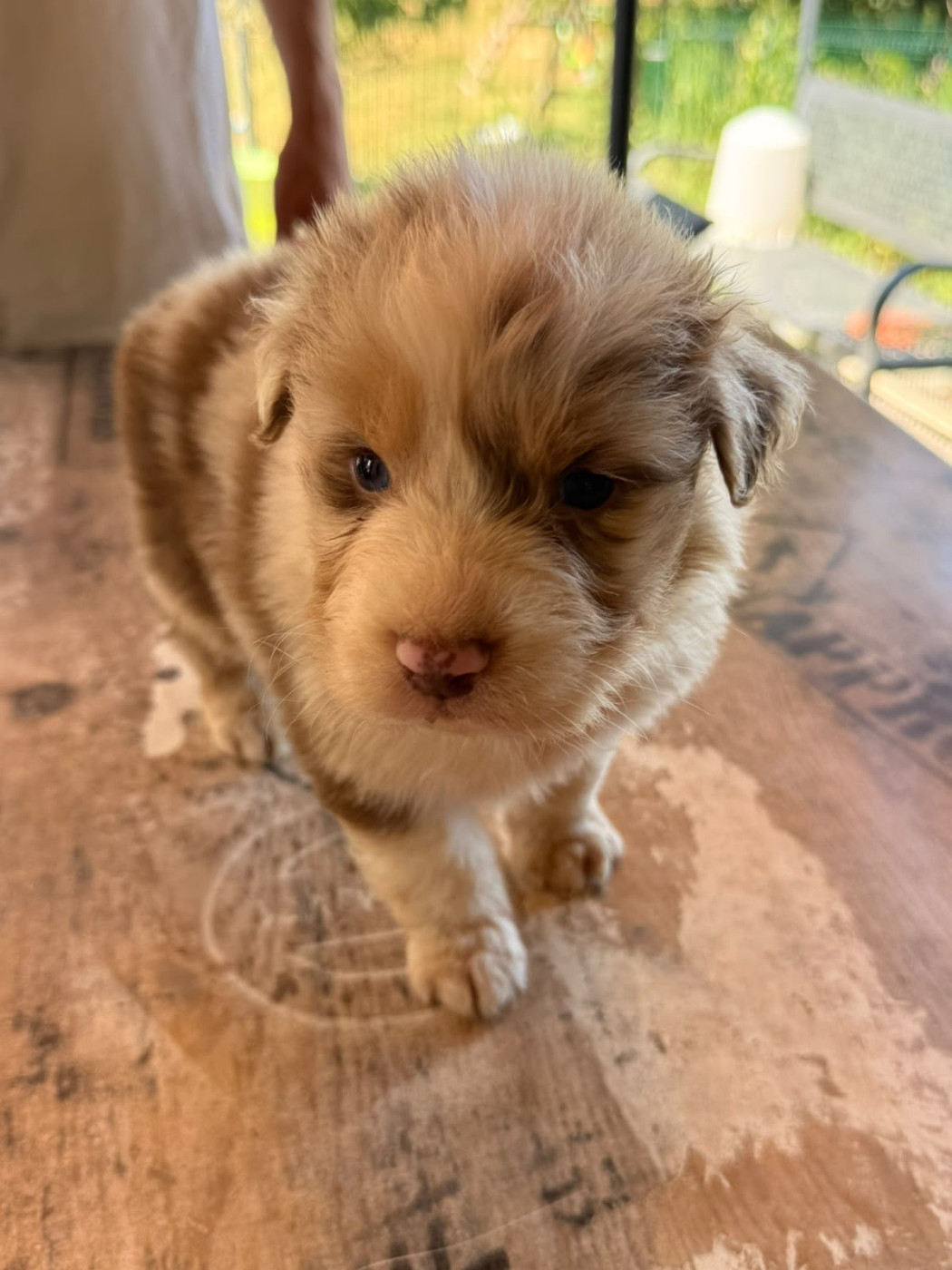 Heart Keepers - Chiots disponibles - Berger Australien
