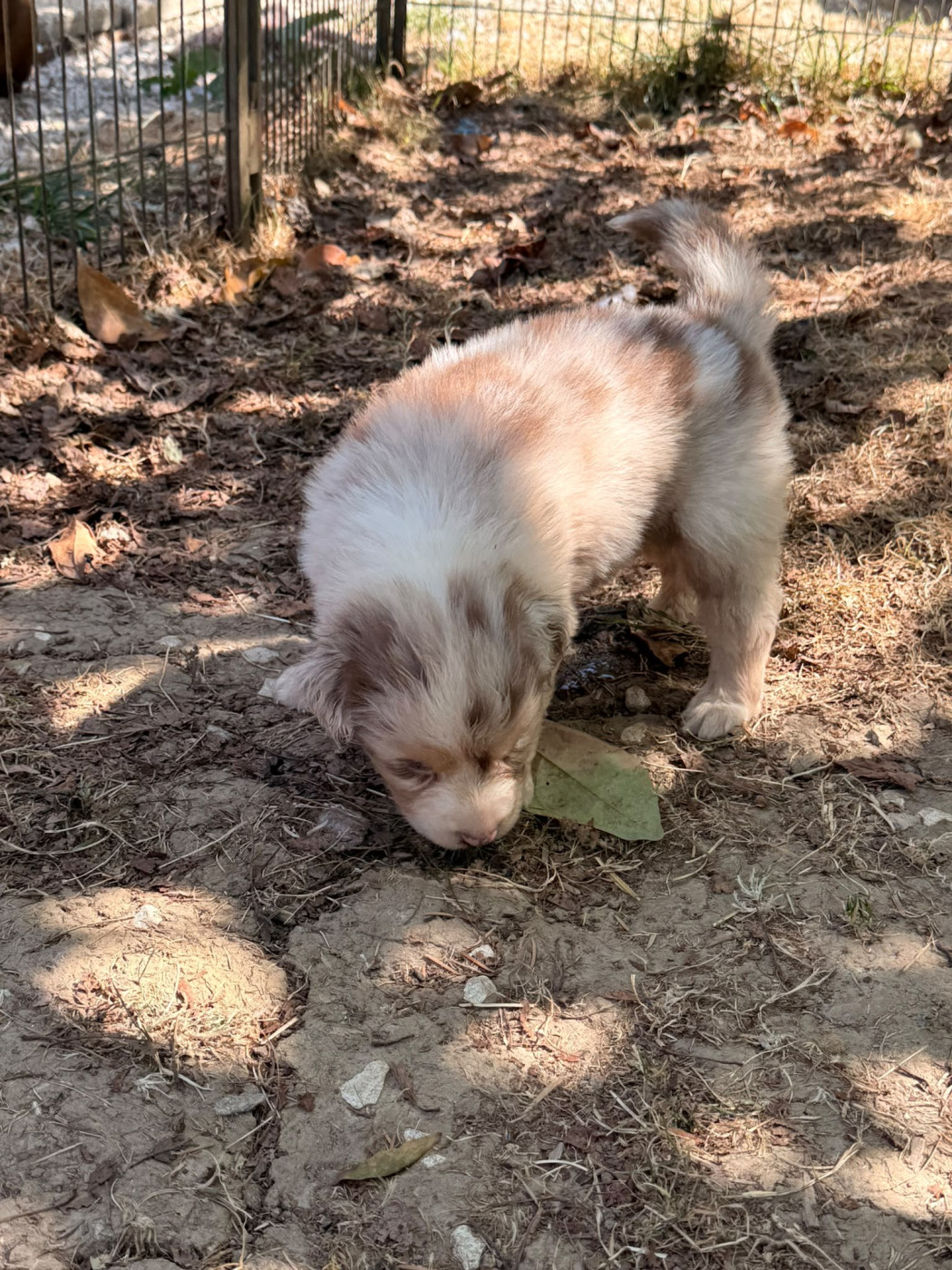 Heart Keepers - Chiots disponibles - Berger Australien