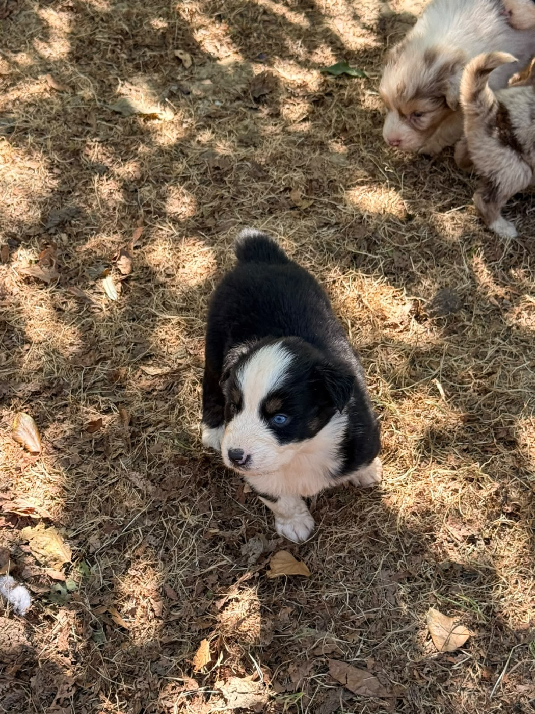 Heart Keepers - Chiots disponibles - Berger Australien