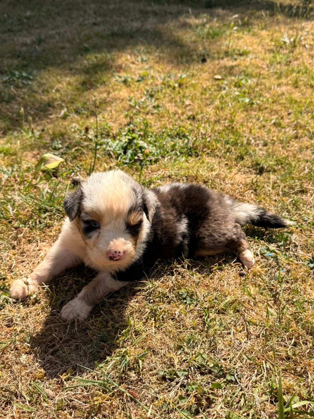 Heart Keepers - Chiots disponibles - Berger Australien