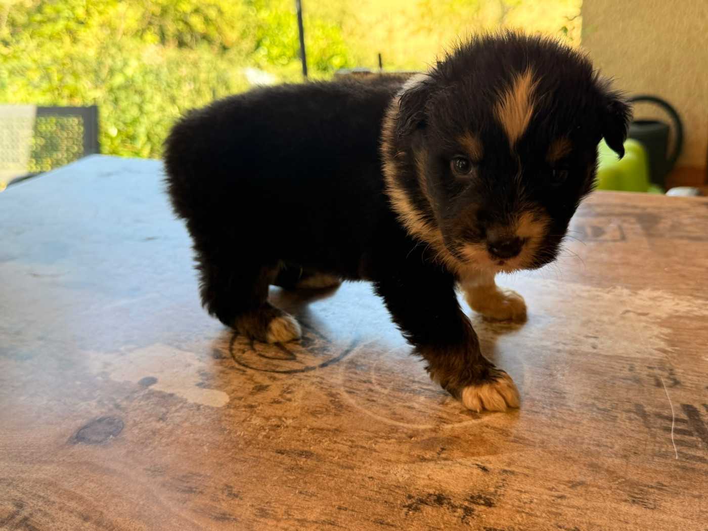 Heart Keepers - Chiots disponibles - Berger Australien