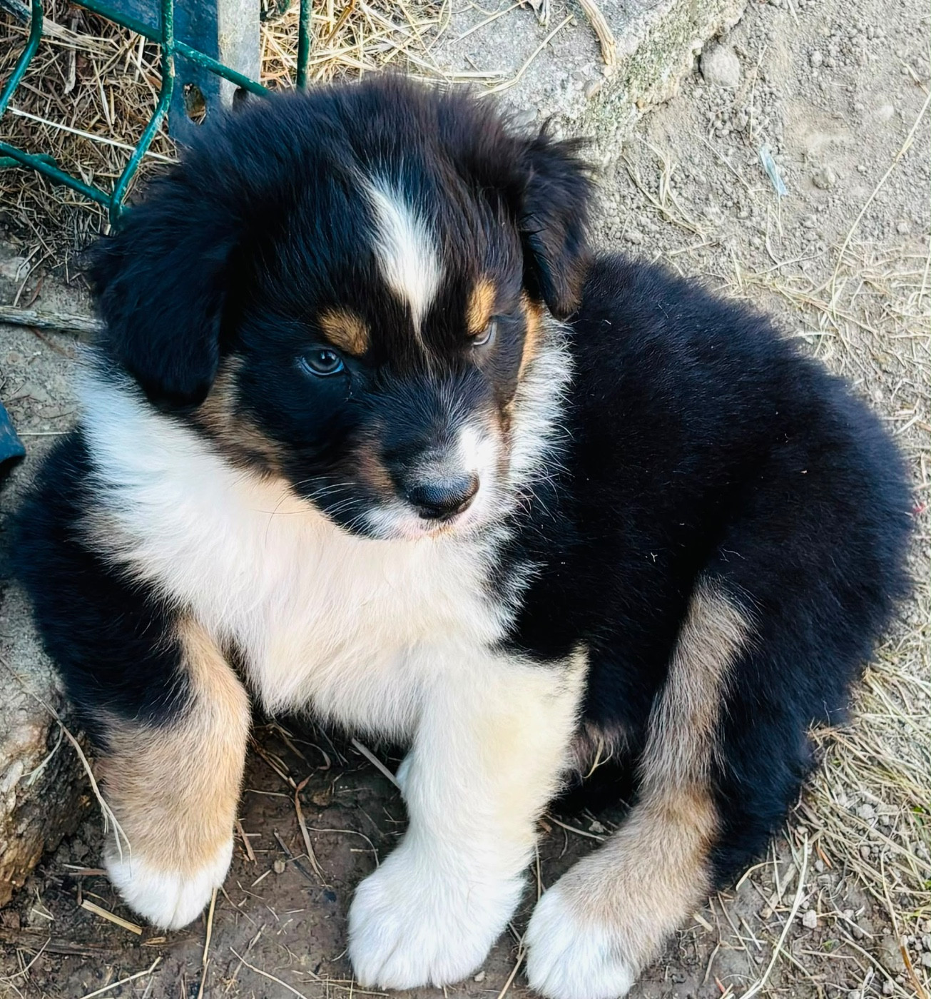 Heart Keepers - Chiots disponibles - Berger Australien