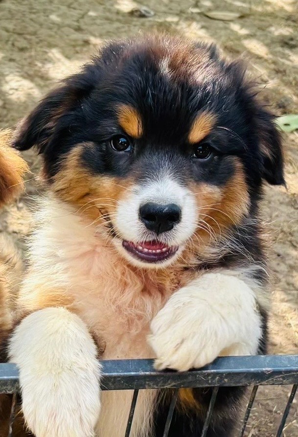 Heart Keepers - Chiots disponibles - Berger Australien