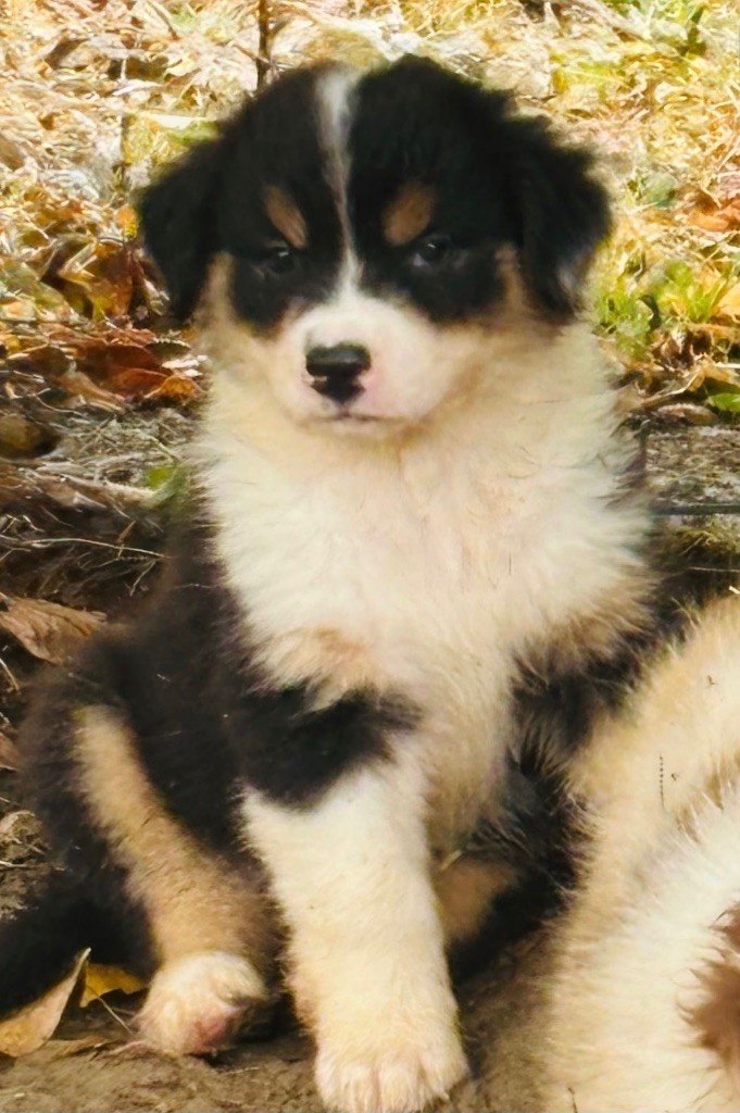 Heart Keepers - Chiots disponibles - Berger Australien