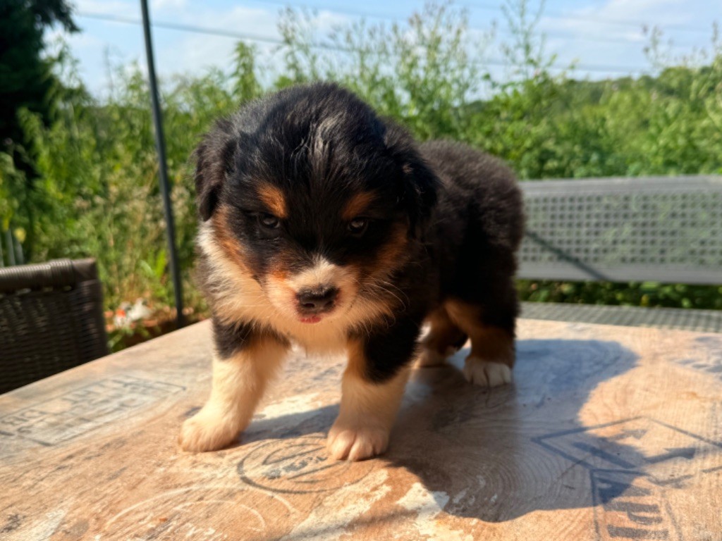 Heart Keepers - Chiots disponibles - Berger Australien