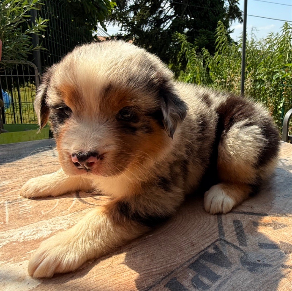 Heart Keepers - Chiots disponibles - Berger Australien