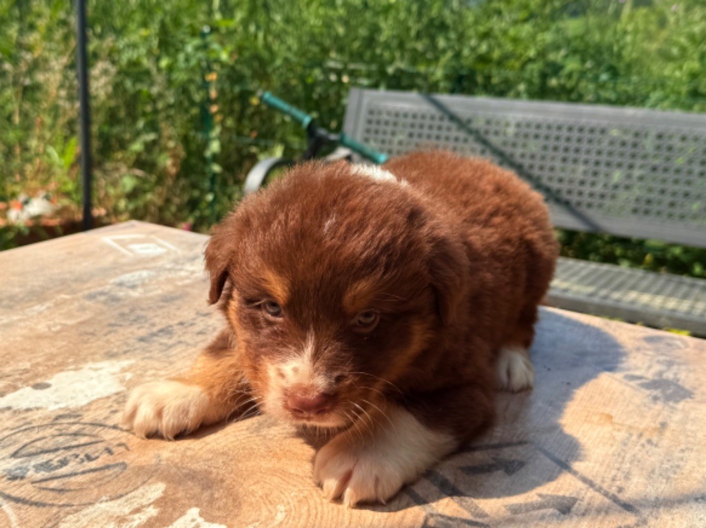 Heart Keepers - Chiots disponibles - Berger Australien