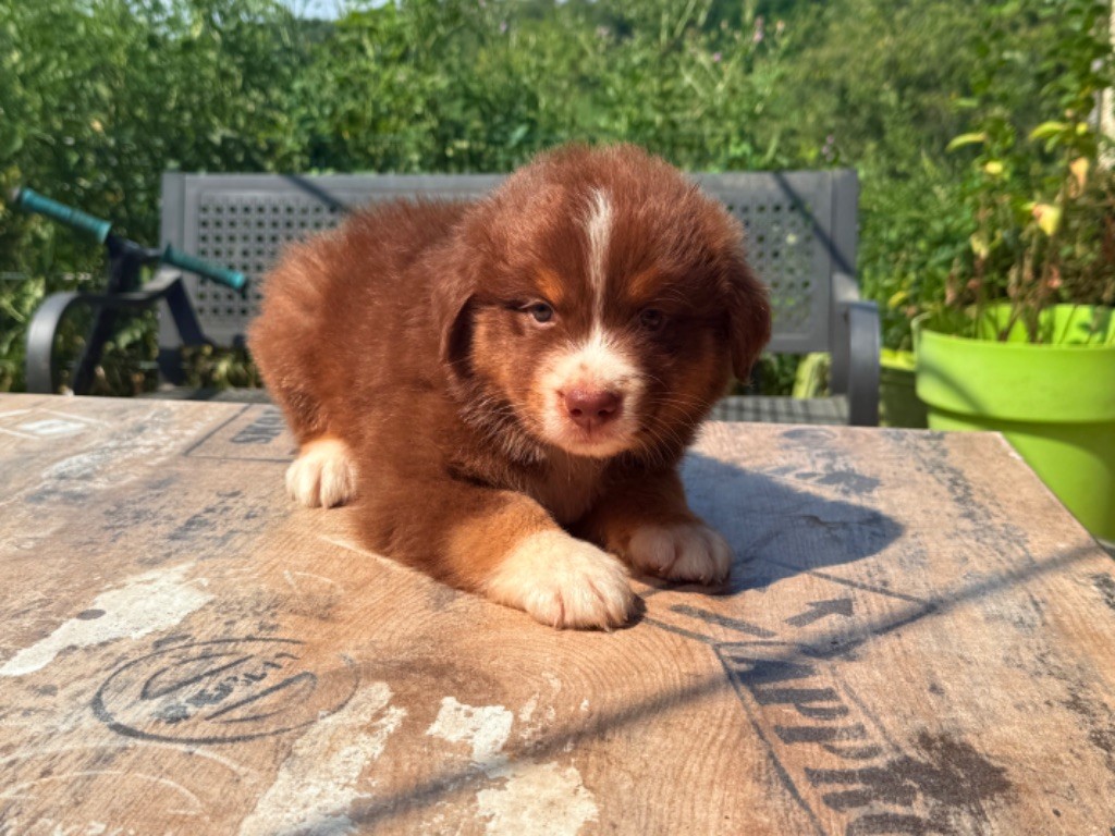 Heart Keepers - Chiots disponibles - Berger Australien