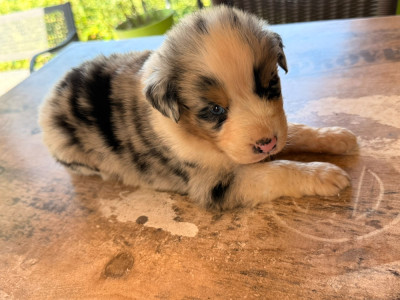 Chiot N°1