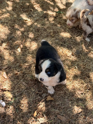 Chiot N°6