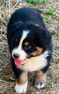 Chiot N°3