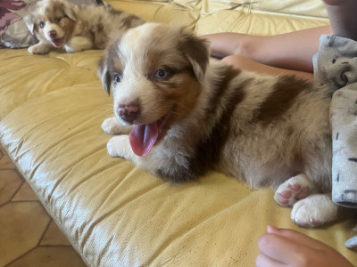 Chiot N°4