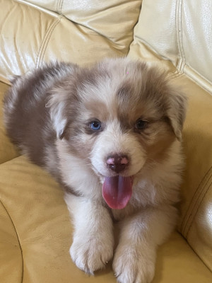 Chiot N°5
