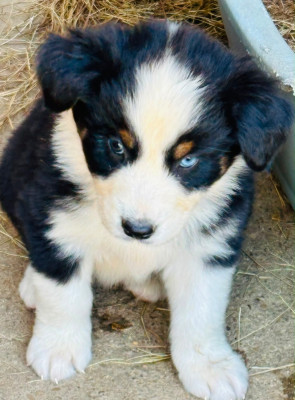 Chiot N°6