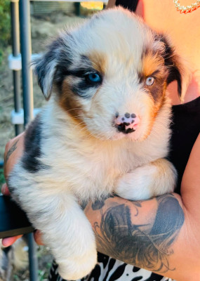 Chiot N°7