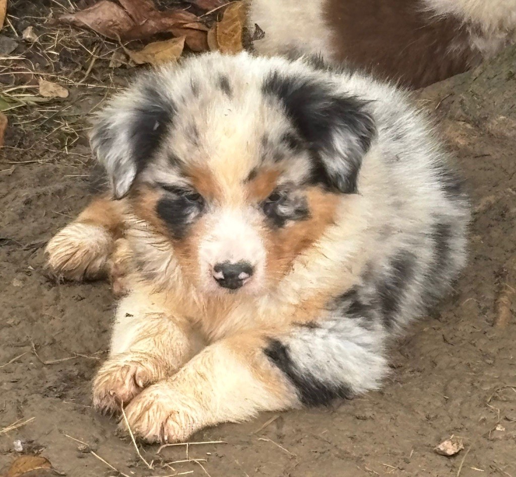 Heart Keepers - Chiots disponibles - Berger Australien